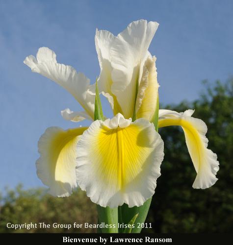 04 Bienvenue_Ransom2011